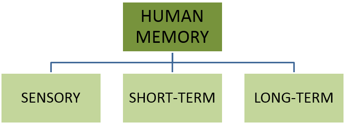 3 Levels of Human Memory 