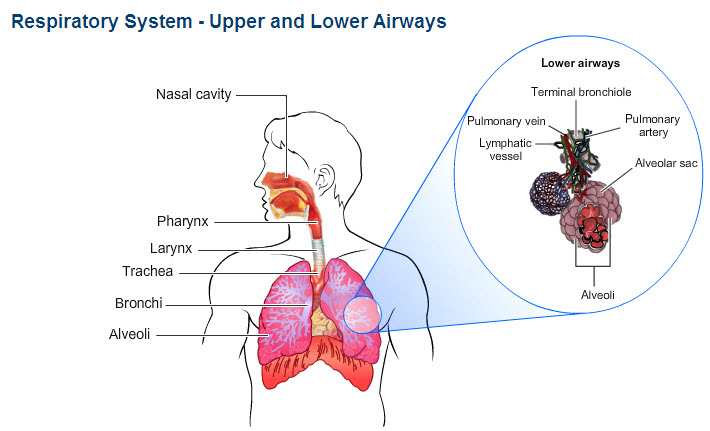 eLearning: Interesting Aids to Teach Processes